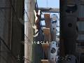 ニャングリア