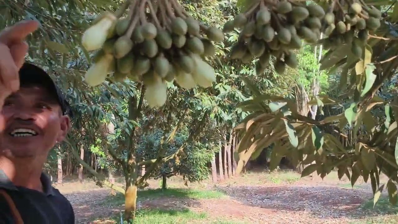 รู้จากเจ้าของทุเรียนเองเลยและการดูแลทุเรียน