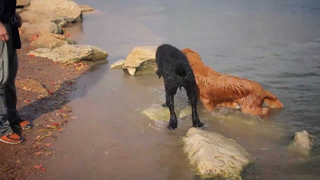 puppy paradise Labradoodle Swims With Her Friends | The Daily Puppy