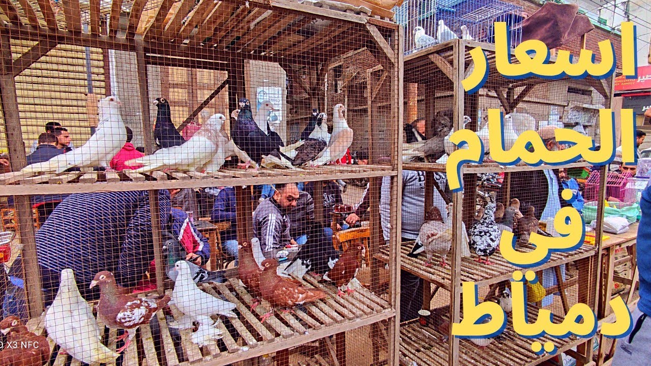 سوق الحمام انهارده فى دمياط بالاسعار و ارقام الجوالات حمام جامد بسعر رخيص