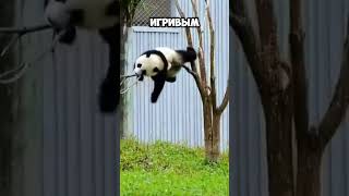 🐼 Сотрудники зоопарка думали, что панда воспитывает своего детёныша #животные #милота #спасение