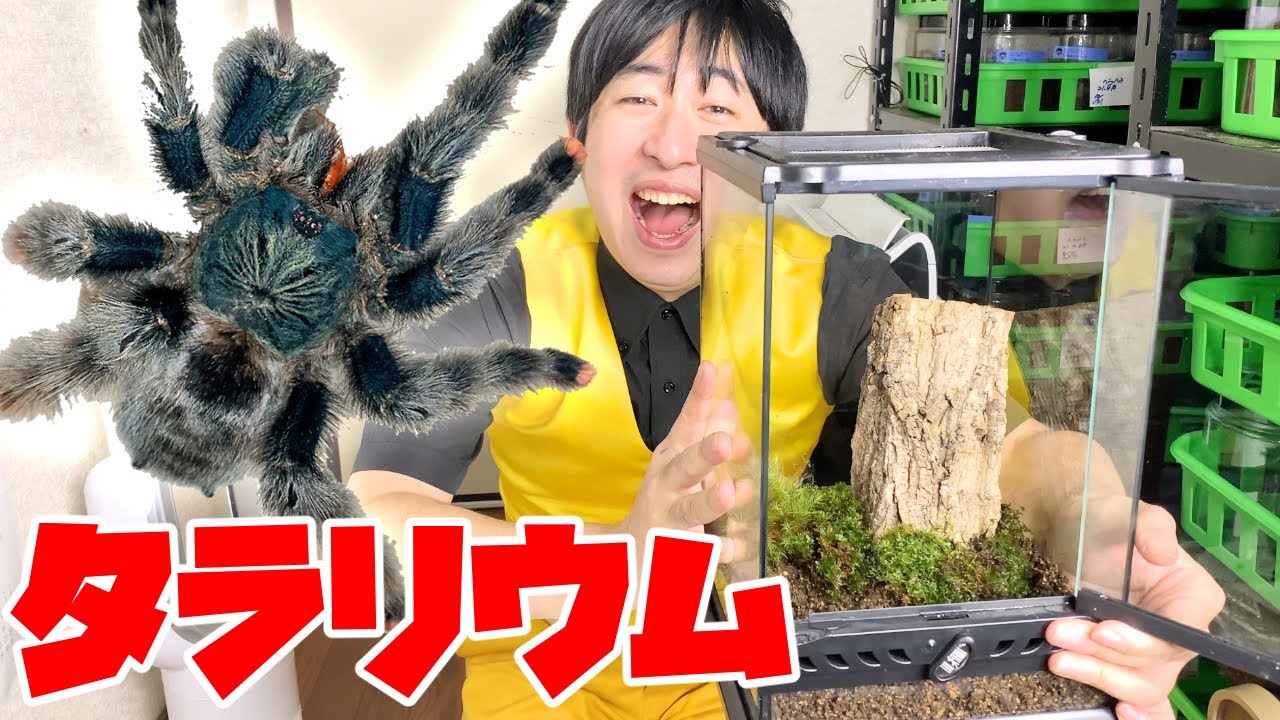 I made a terrarium that my arboreal tarantula would love. - YouTube