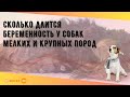 Сколько длится беременность у собак мелких и крупных пород