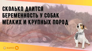 Сколько длится беременность у собак мелких и крупных пород