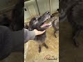 保護したウルフドッグの笑顔が見たい
