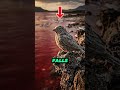 The Lake That Turns Animals To Stone #LakeNatron #DeadlyNature #CreepyFacts