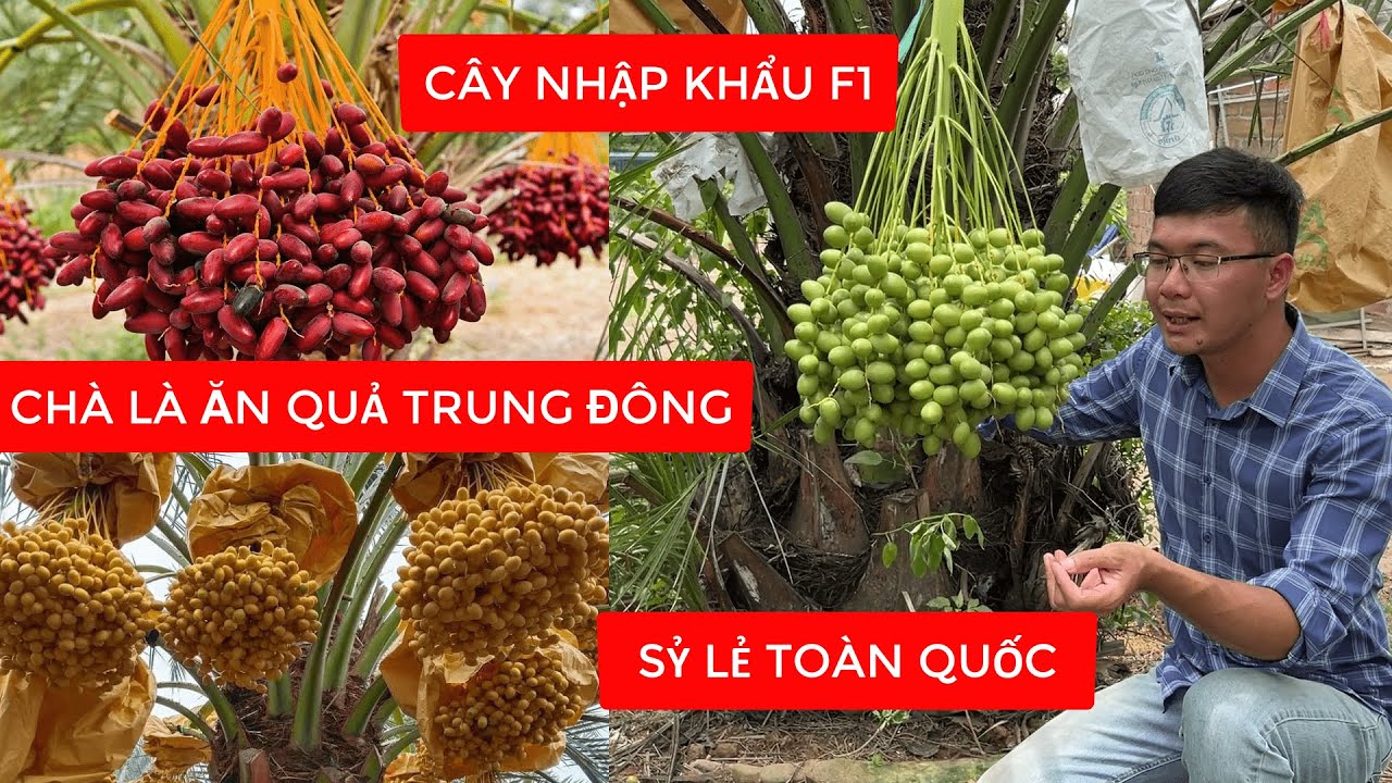 CÂY CHÀ LÀ Ăn Qủa Trung Đông Và Những Lưu Ý Khi Trồng Bạn Nên Biết | Đt/Zalo 0963618863
