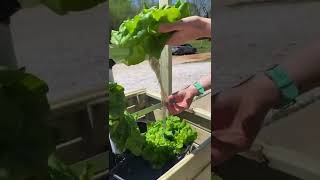 hydroponics lettuce hydroponics horticulture shorts instagram