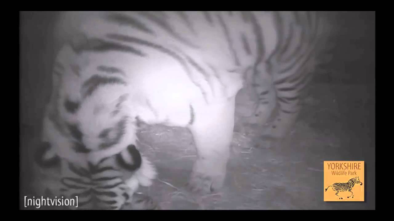 giraffes volleyball championship 2016 Yorkshire Wildlife Park - Tiger Cubs (Day 10)