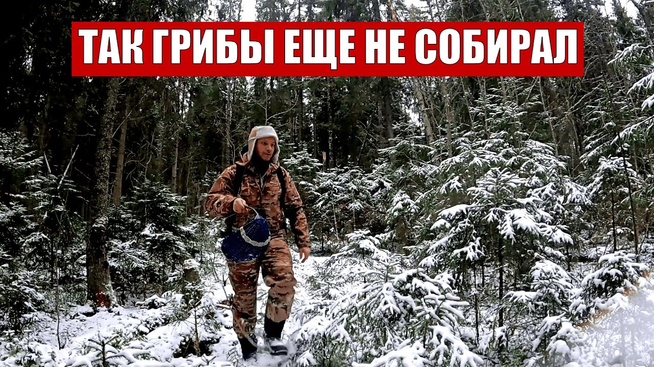 Грибник зашел в ЛЕС такого НЕ ОЖИДАЛ! Грибы под СНЕГОМ так не собирал! Настриг грибов и приготовил