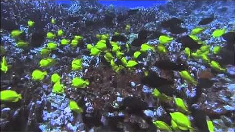 bl∆cktr∆sh&tre∆sure - the avian. - the aquatic.