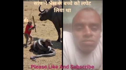 What if a Monkey Rescued a Buffalo Calf From a Deadly Snake?😫