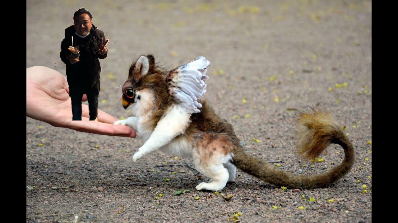 おすすめ 1億回再生されたおもしろかわいいワンちゃん ネコちゃん 動物たち 31 Youtube