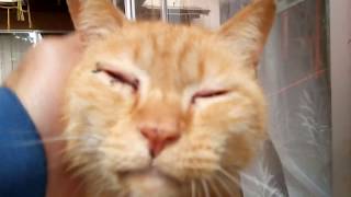 雨の日の神社で雨宿りする野良猫をモフる