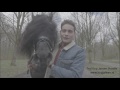 Friesian stallion LimiTed Edition &amp; Douwe Bob