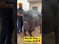 Murrah king  pavitar singh gill legendary se aswati the milking queen