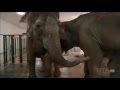 Shirley and Jenny Two Elephants Reunited After More Than 20 Years