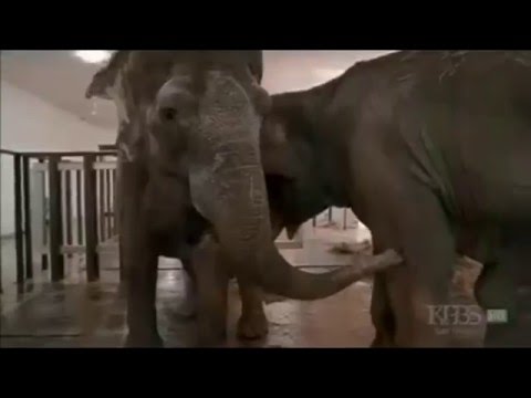 Shirley and Jenny Two Elephants Reunited After More Than 20 Years