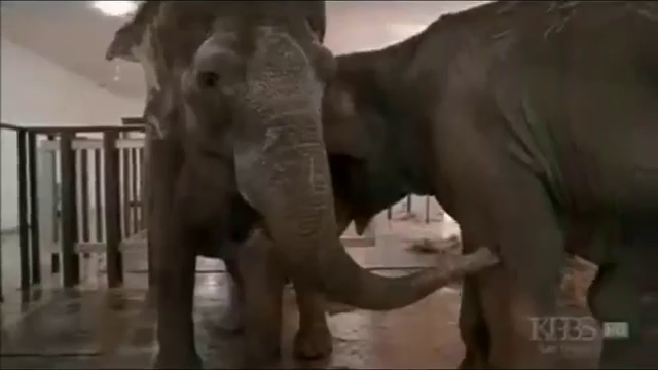 Elefante38 Faz Nova Aparição! Desta Vez Contra o MI Molina! 