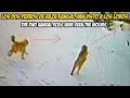2 PERROS KANGAL atacan una Manada de 4 LOBOS | Kangal vs Wolves