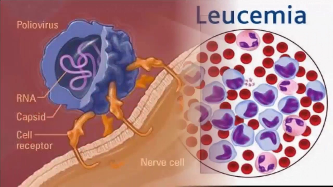 Historia de la Virologia YouTube Historia de la Virologia YouTube