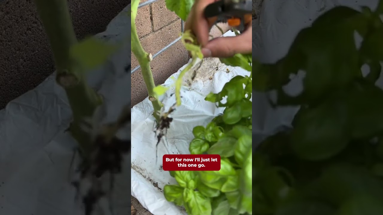 Excited Tomatoes- Look At Those Happy Fellas 