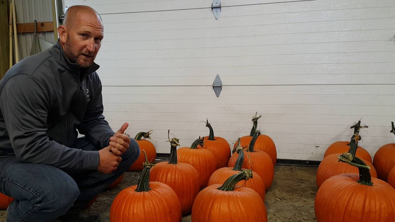 New Pumpkin Varieties for 2017 Season