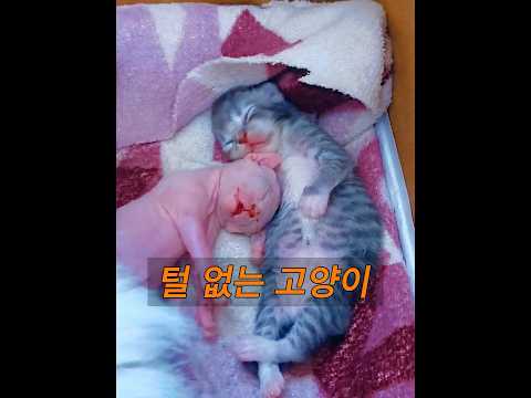 어미 고양이가 털 없는 새끼 고양이를 낳았습니다. #animals #동물 thumbnail