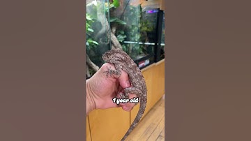 Cuban False Chameleons grow fast! #Chameleon #Reptile