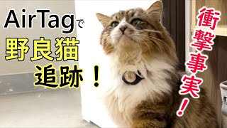 オス野良猫の生態が判明【AirTagで追跡】野良猫ぽこまる衝撃事実