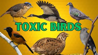 Top 10 Most Poisonous Birds in the World