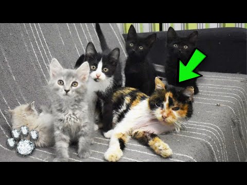 Video: Varför är min katt dololing efter att jag lagt loppmedel på henne?