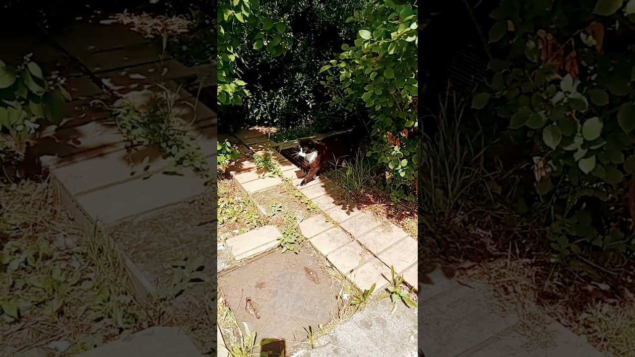 Meet Our Gorgeous Cat Exploring the Garden! | Adorable Cat Adventures 