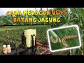 Tips  cara meracun ulat pengorek batang jagung  kawalan serangga  pertanian