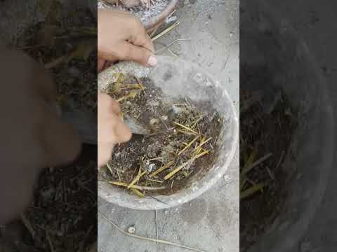 ممكن احضن ثلاثه تحت جووز 