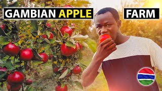 🇬🇲 He is Growing Apples, Coffee, and Strawberries in Gambia: Tropical Surprises:
