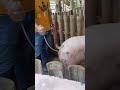 Artificial Insemination For Pig 