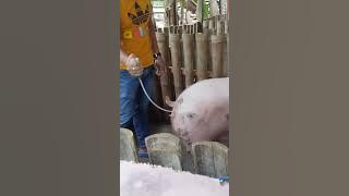 artificial insemination for pig