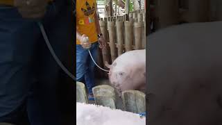 Artificial Insemination For Pig