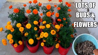 How To Get More Flowers And Buds On Marigold Plant | Fertilizers For Marigold Plant