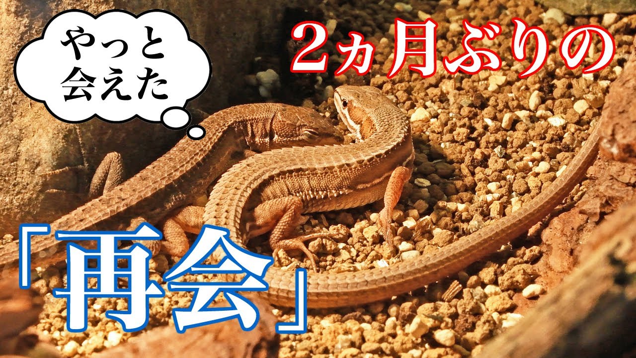 2ヵ月ぶりに再会したカナヘビたち。最後はまさかの…
