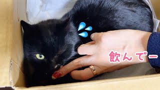保護した野良猫に猫風邪のお薬あげるのって大変…