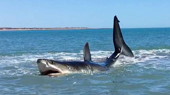 Great White Shark hunting in Shallow Water.  Filme...