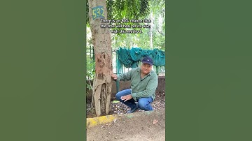How to treat termite infected trees. 🌳