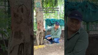 How to treat termite infected trees. 🌳