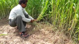 Grass Sickles- Jay Shree Dies and Components,Ahmedabad,Gujarat,India-09825329376.