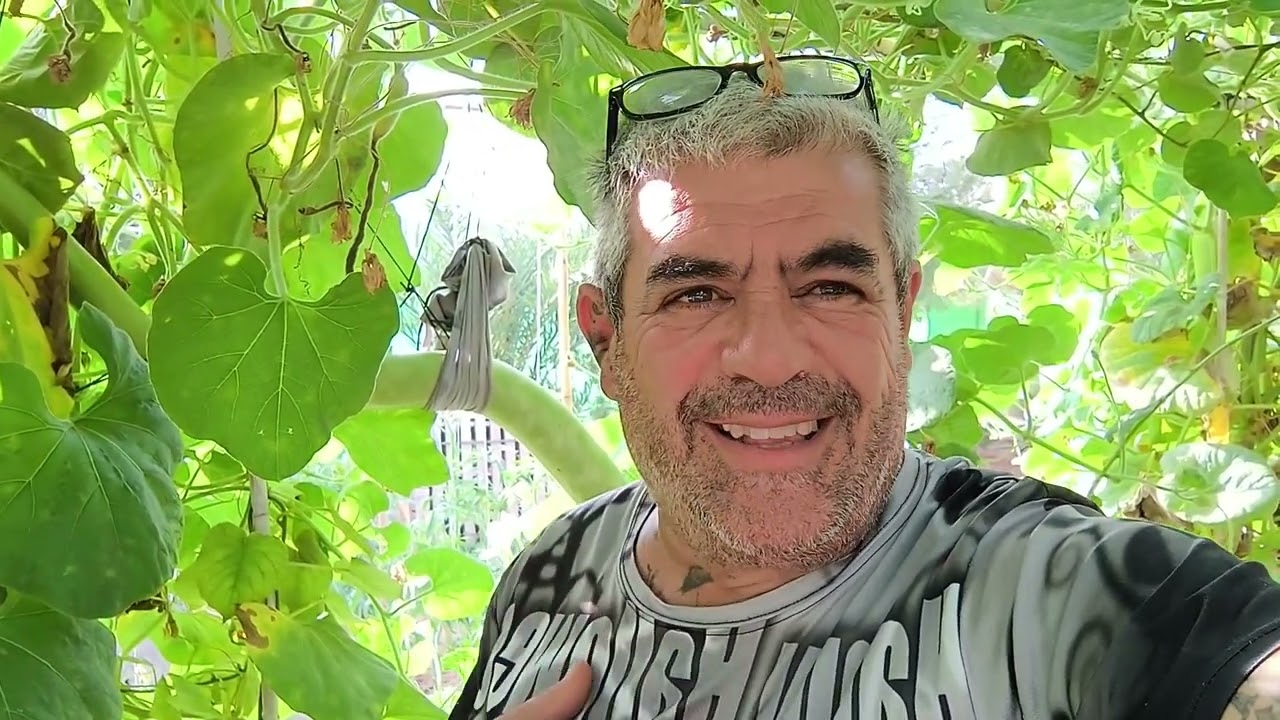 Sembrando patatas para Diciembre ( siembra de verano) asi lo hacemos nosotros.