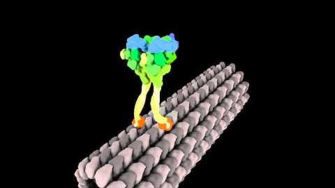 Molecular Motor Struts Like Drunken Sailor