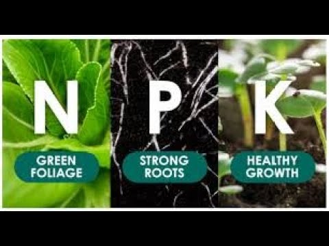 Plant Food With Nitrogen And Potassium