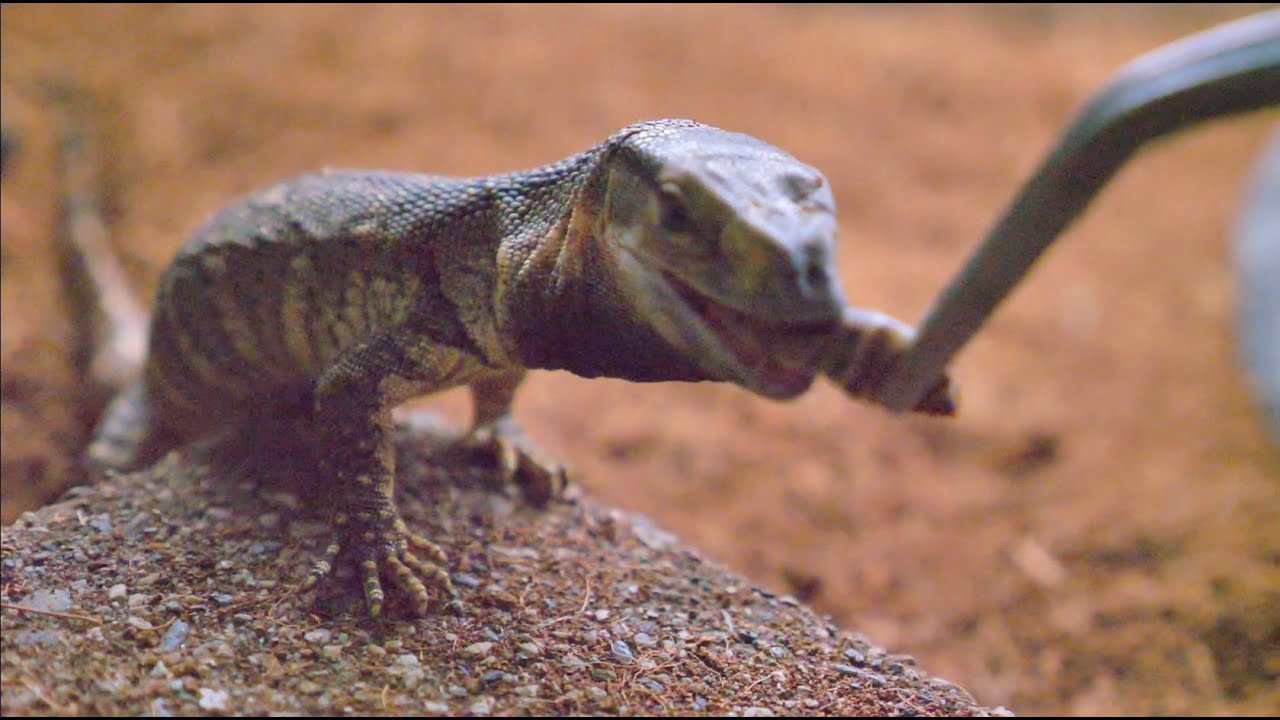 MY BABY BLACK THROAT ESCAPED!!! NOW I HAVE 2???? FEEDING TIME!